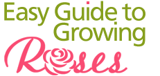 “A Rose By Any….. – Easy Guide to Growing Roses