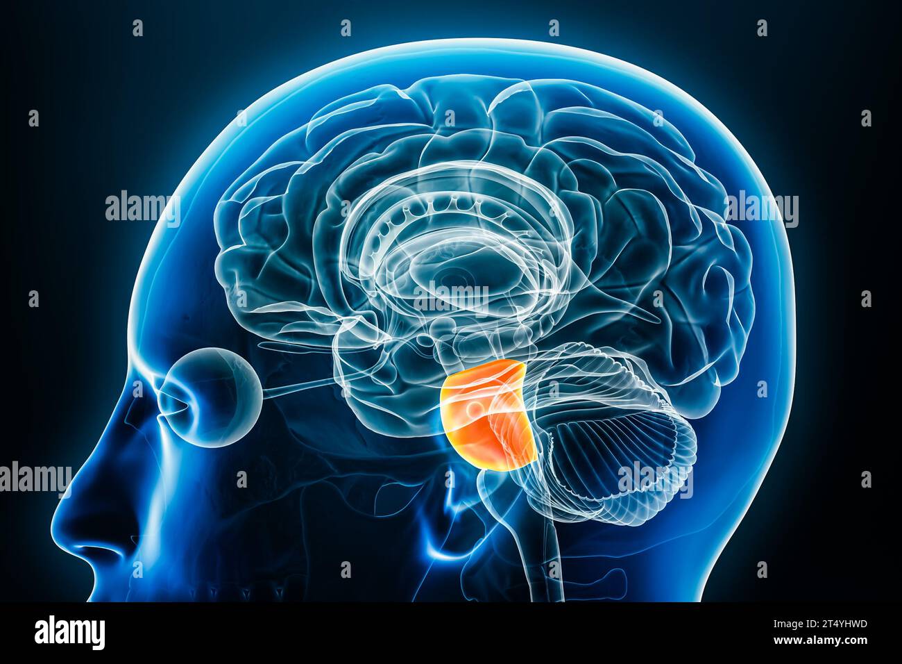 Neuro Vector Engineering Science